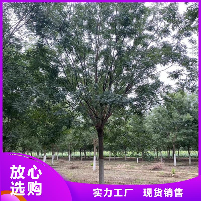 法桐秋紫白蜡价格地道