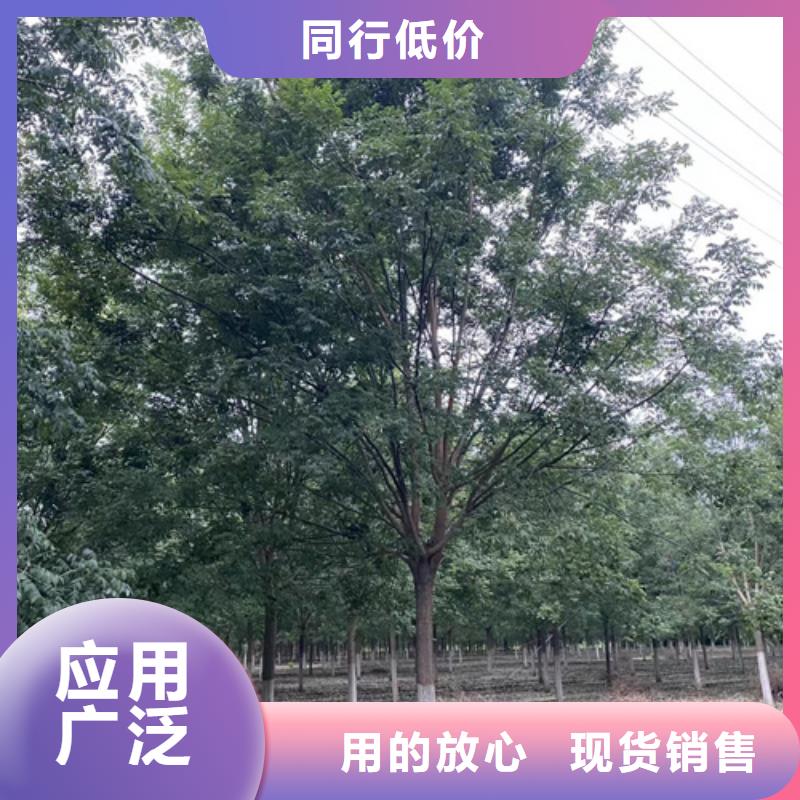 法桐五角枫厂家直销省心省钱