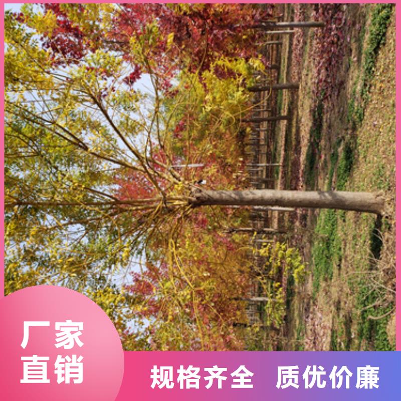 【法桐-秋紫白蜡应用范围广泛】