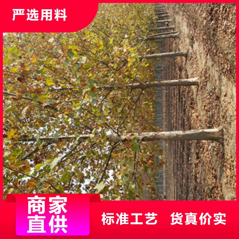 法桐【炫丽海棠】好货直销