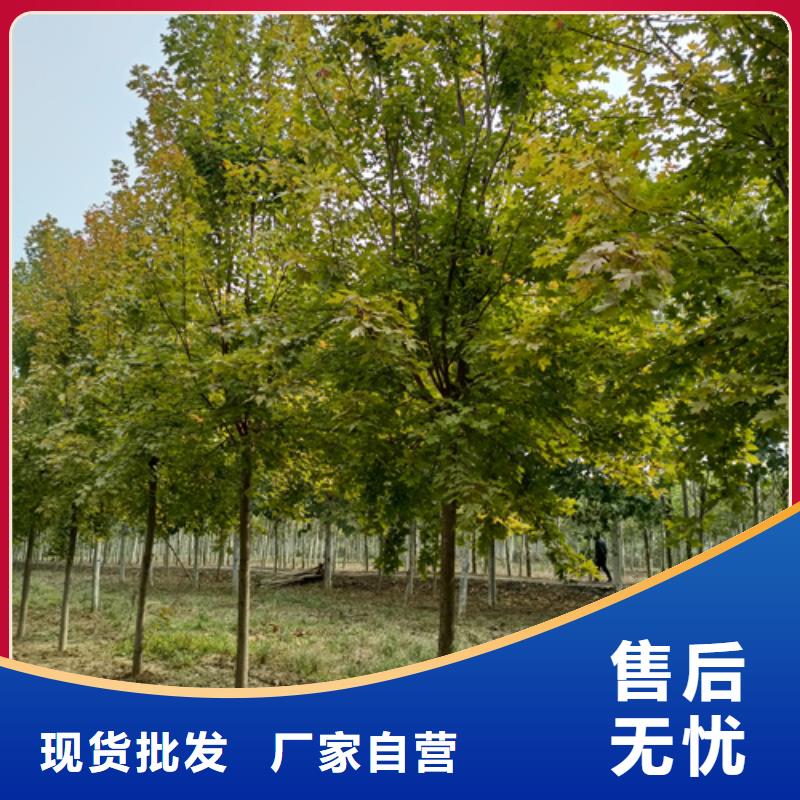 法桐【金叶复叶槭】海量库存