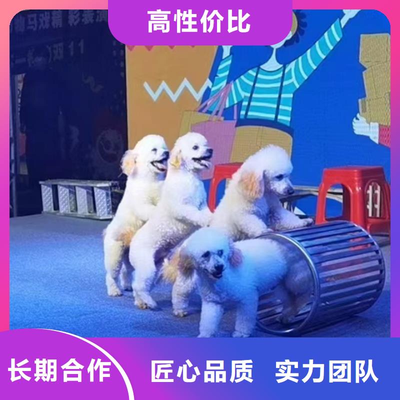 【马戏团/羊驼】出租表演企鹅品质保证