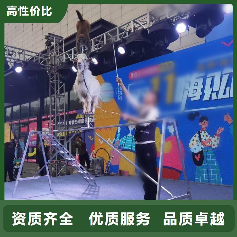 【马戏团/羊驼】【海狮租赁表演】放心之选