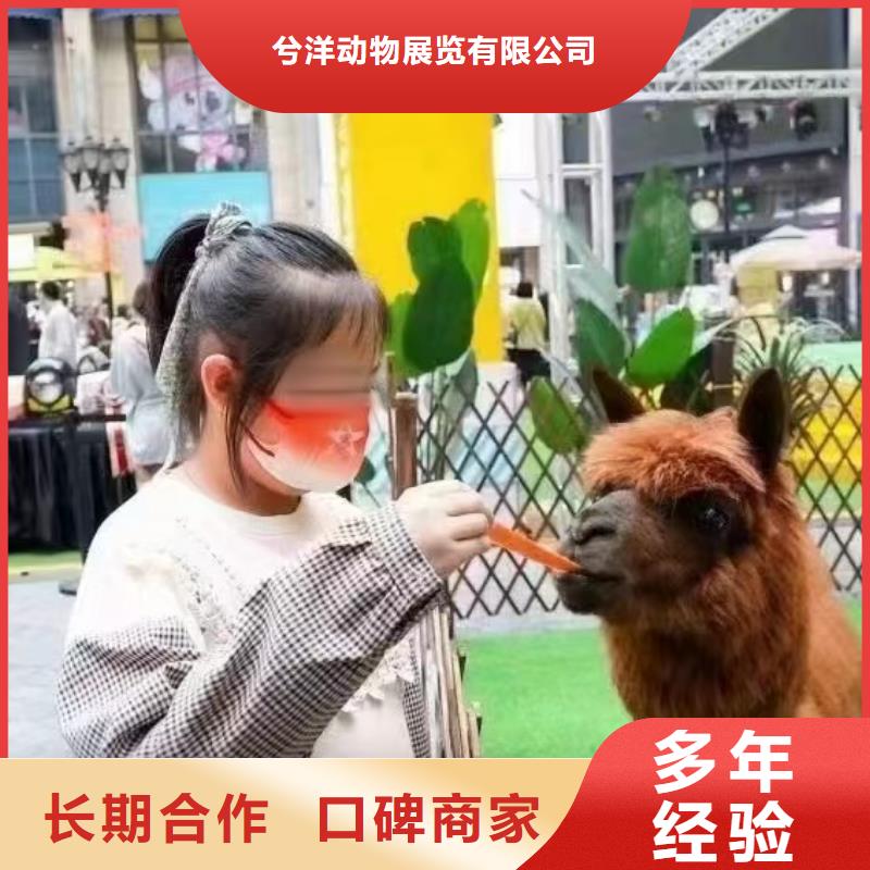 马戏团/羊驼_美人鱼表演实力商家
