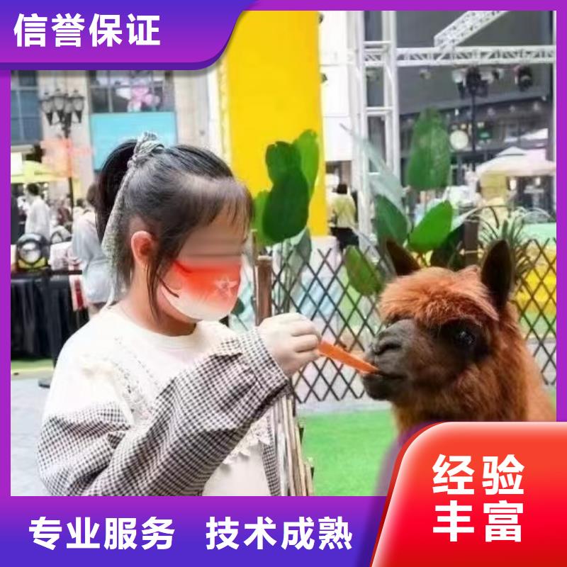 【马戏团/羊驼观赏性羊驼租赁信誉保证】