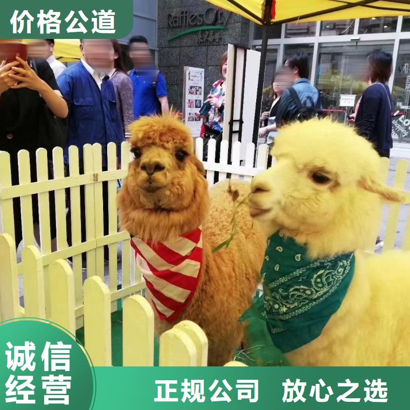 马戏团/羊驼_鹦鹉表演技术成熟