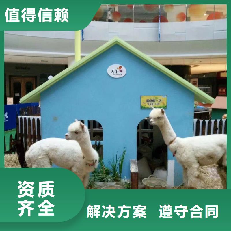 马戏团/羊驼,水族海洋展专业品质