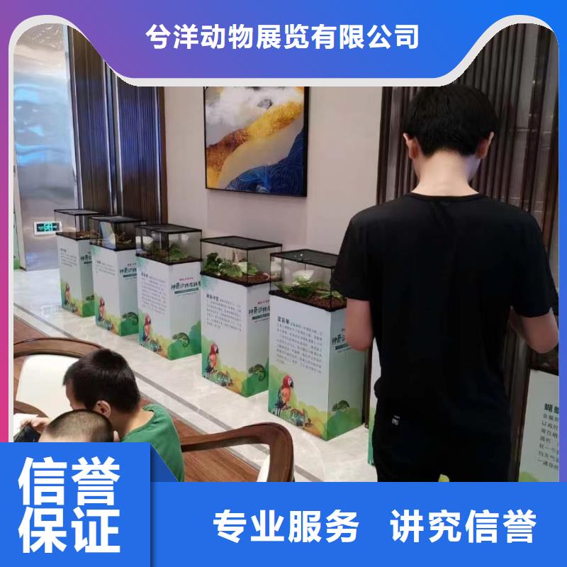 马戏团/羊驼海狮表演出租专业团队