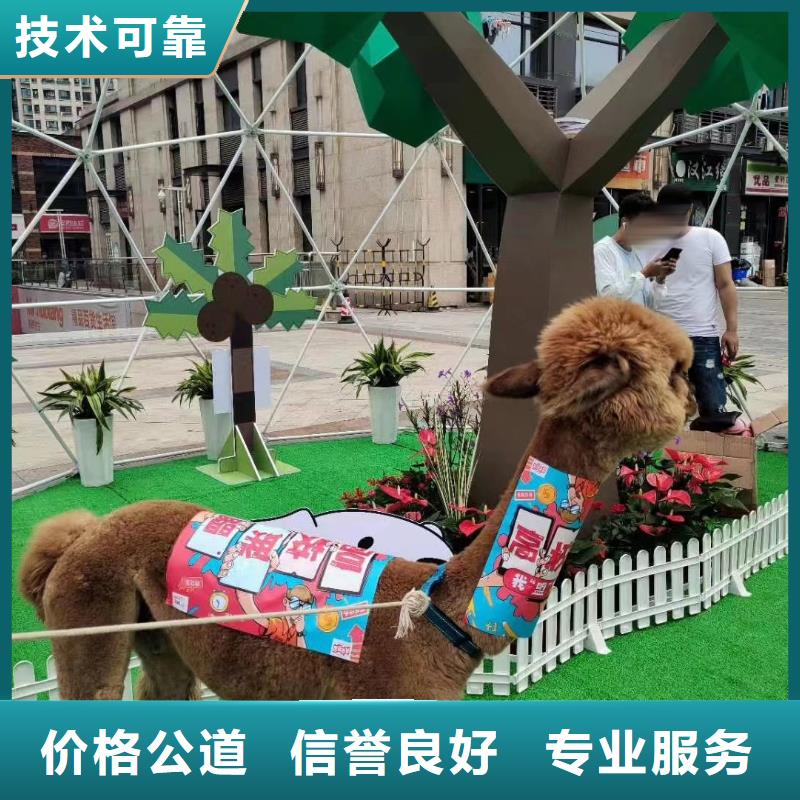 马戏团/羊驼-马戏团表演出租租赁值得信赖