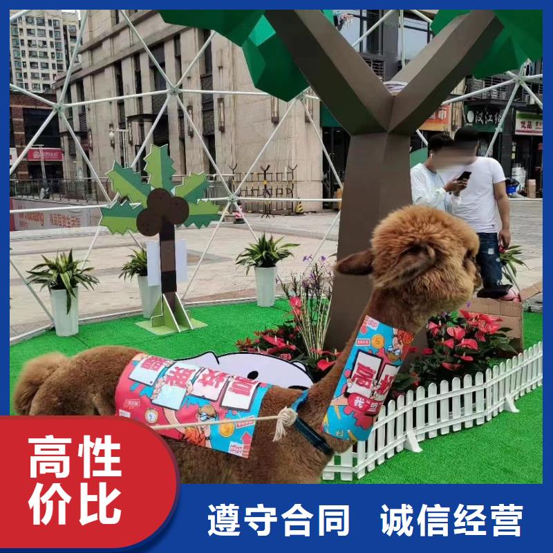 马戏团/羊驼-出租企鹅遵守合同