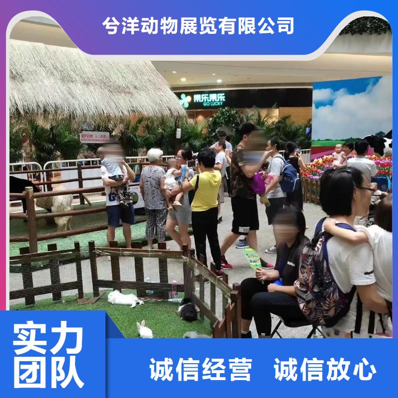 马戏团/羊驼出租表演萌宠专业公司