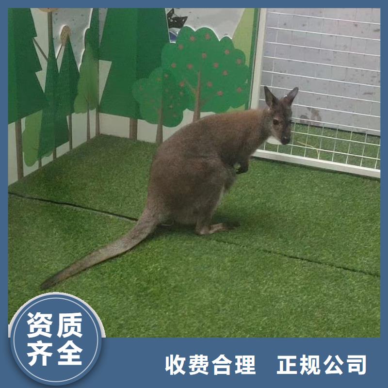 马戏团/羊驼小香猪宠物出租省钱省时