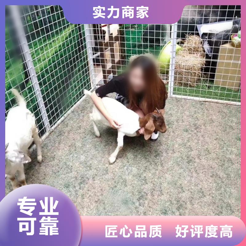 马戏团/羊驼_马戏团出租技术精湛