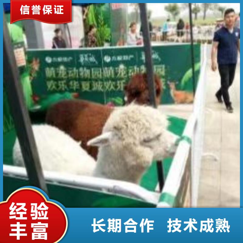 马戏团/羊驼 海狮表演出租品质保证