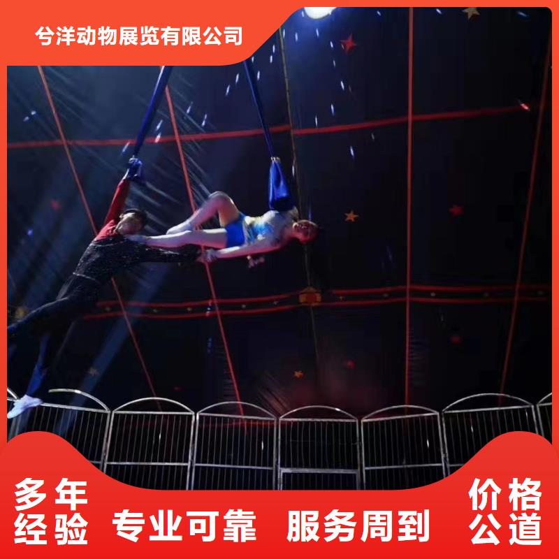 马戏团/羊驼,海狮表演租赁有实力