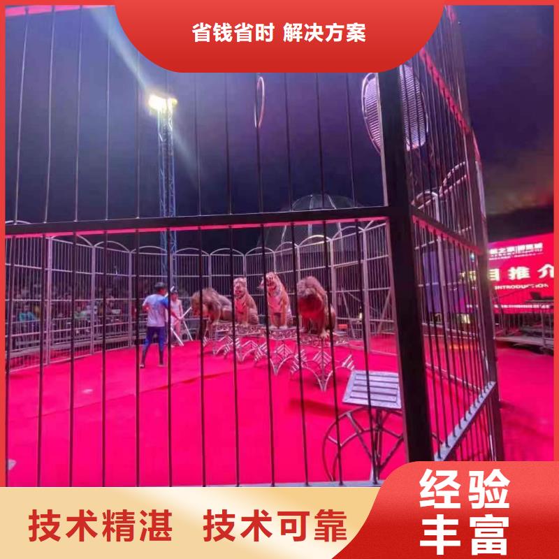 马戏团/羊驼-羊驼出租放心之选