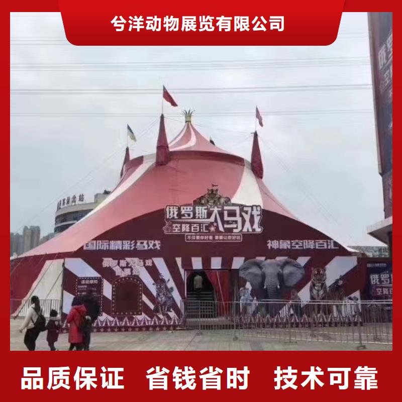 马戏团/羊驼【海狮表演】技术好