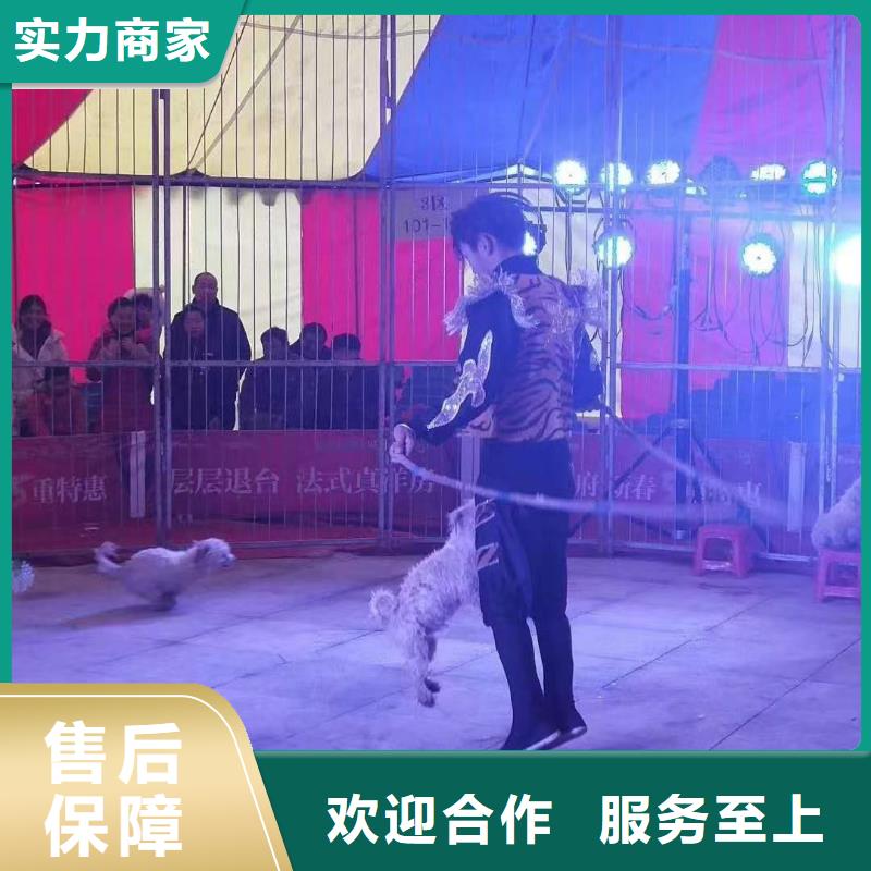 马戏团/羊驼羊驼出租快速