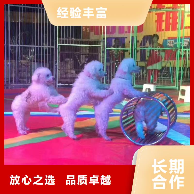 马戏团/羊驼【海狮表演出租】技术可靠