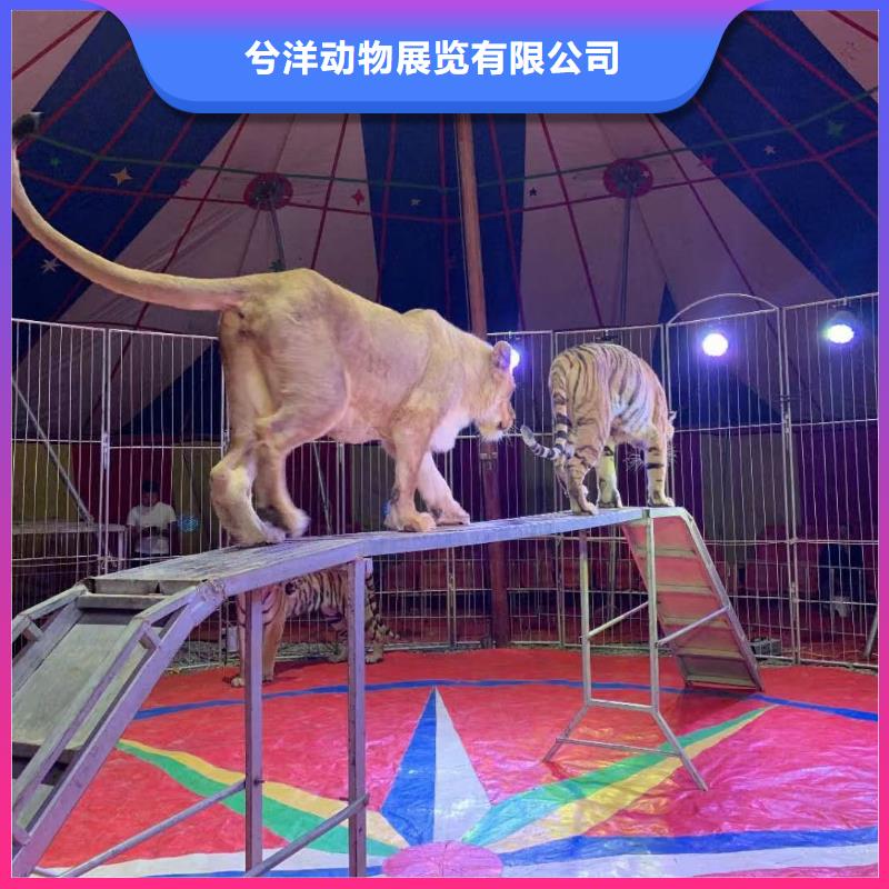 马戏团/羊驼【出租海狮表演】放心之选