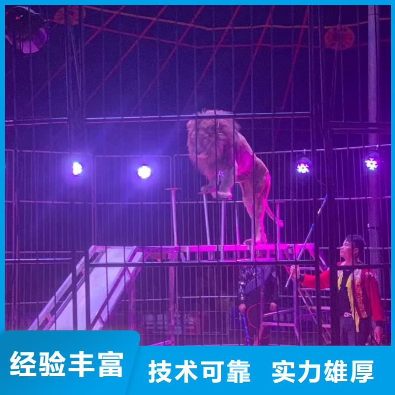 马戏团/羊驼房地产开盘庆典快速响应
