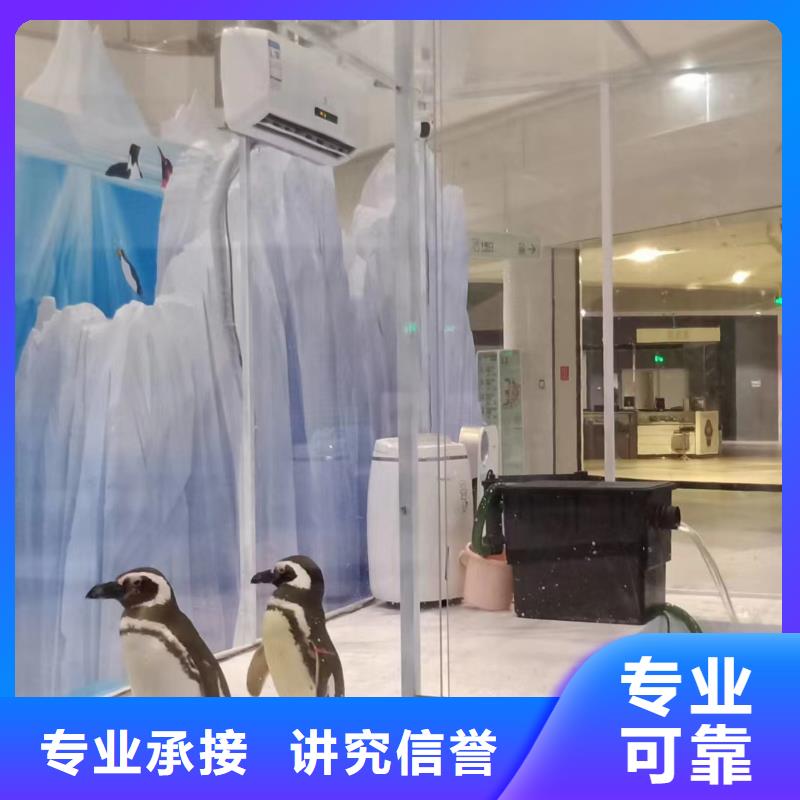 海洋主题动物表演美人鱼表演正规团队