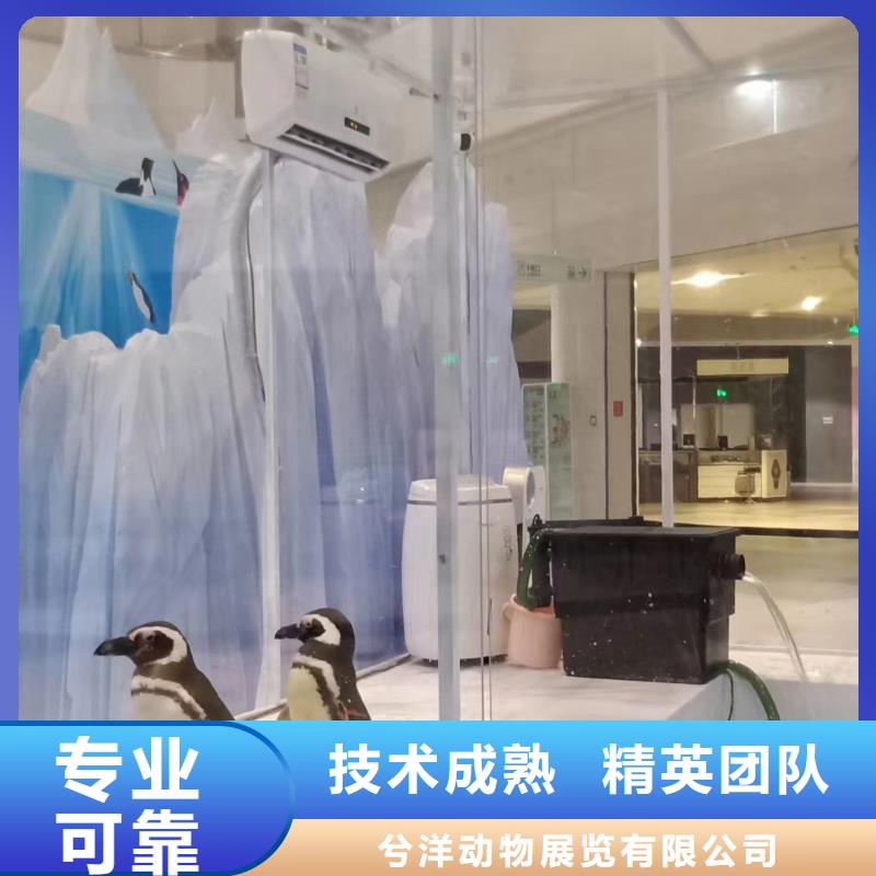 【海洋主题动物表演】_出租动物表演快速响应