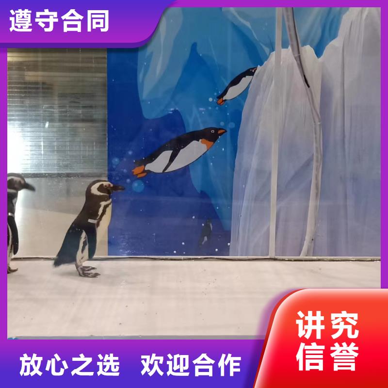 海洋主题动物表演_企鹅出租表演质优价廉