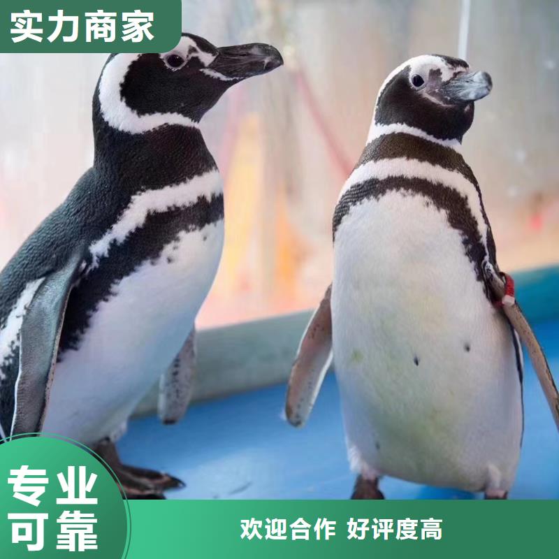 【海洋主题动物表演】水族海洋展欢迎询价