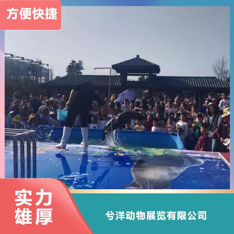 海洋主题动物表演羊驼出租经验丰富