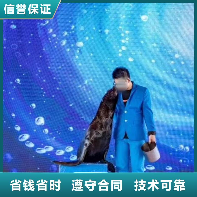 海洋主题动物表演羊驼出租经验丰富