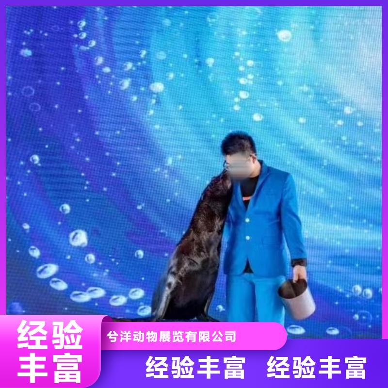 海洋主题动物表演【出租表演羊驼】品质保证