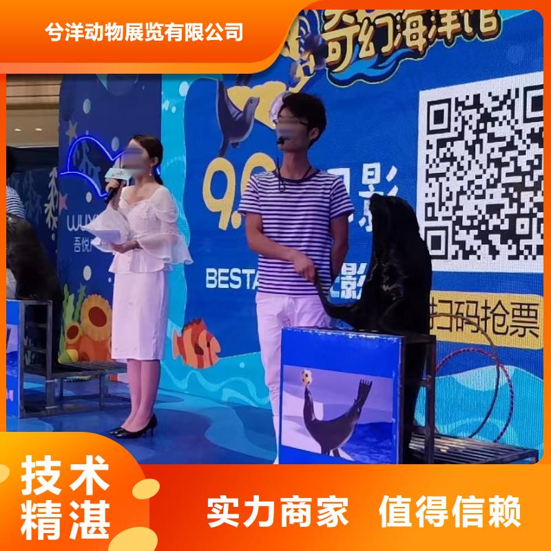 海洋主题动物表演【海狮租赁表演】快速响应