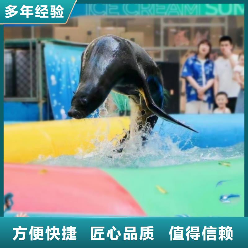 海洋主题动物表演出租表演海狮明码标价
