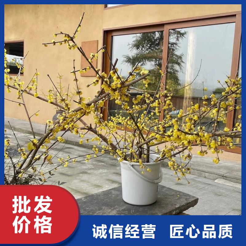 景区建筑稻草漆定制施工