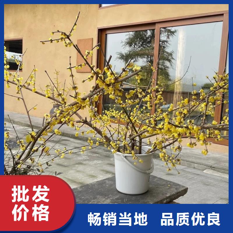 稻草漆批发价格质优价廉