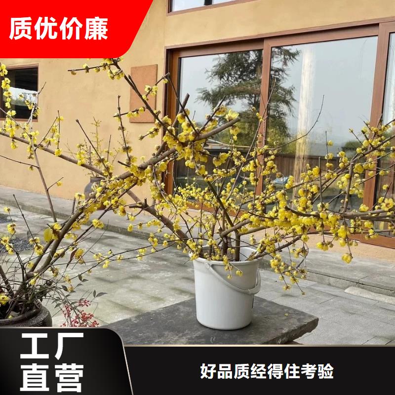 生态稻草漆批发价格