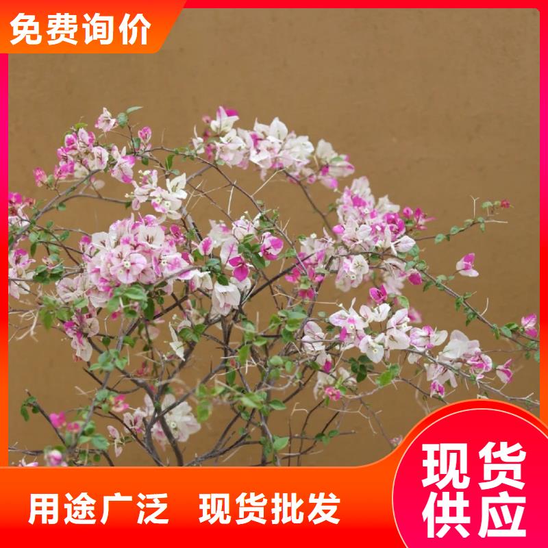 生态稻草漆批发价格