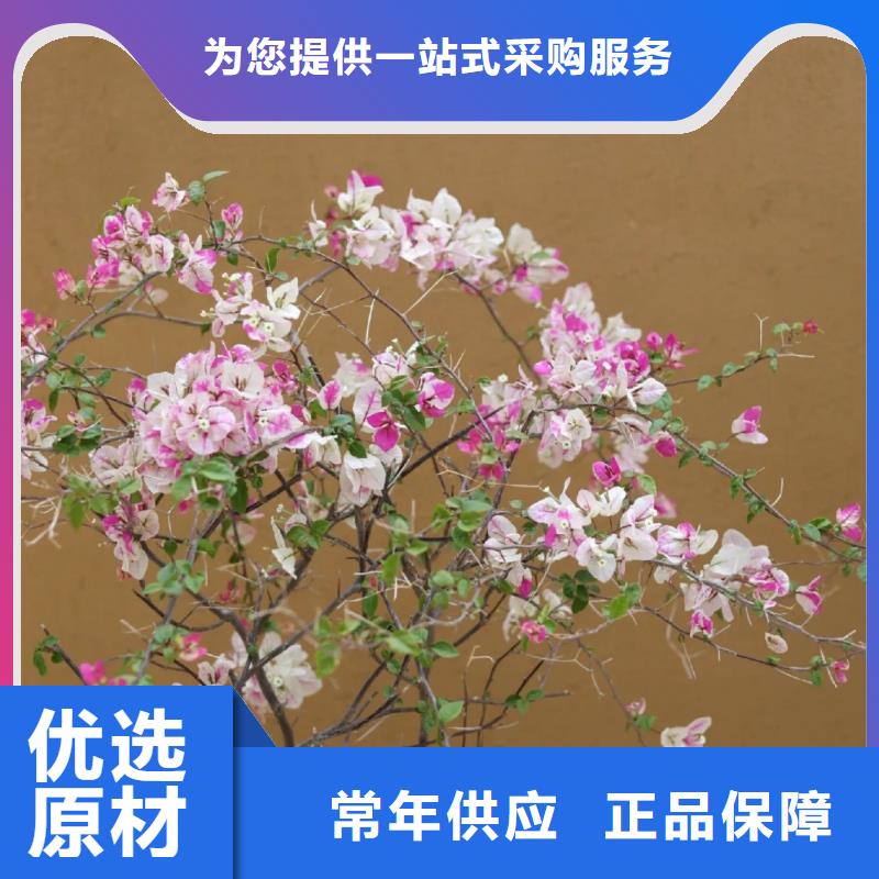 生态稻草漆价格行情