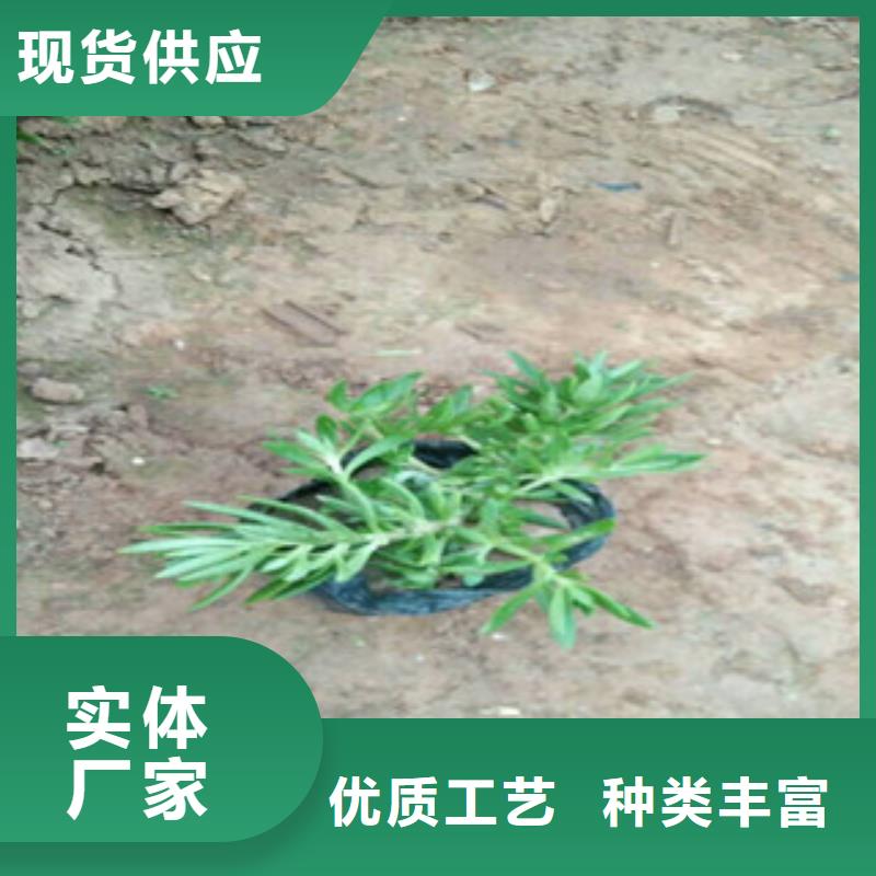 时令草花耐寒耐旱草花基地一站式供应