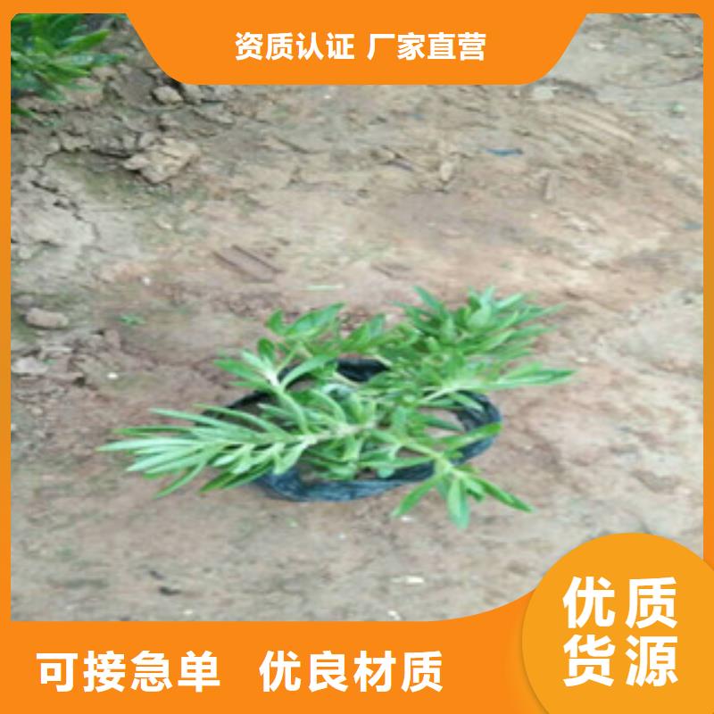 【时令草花鲁冰花/粉黛乱子草随心所欲定制】