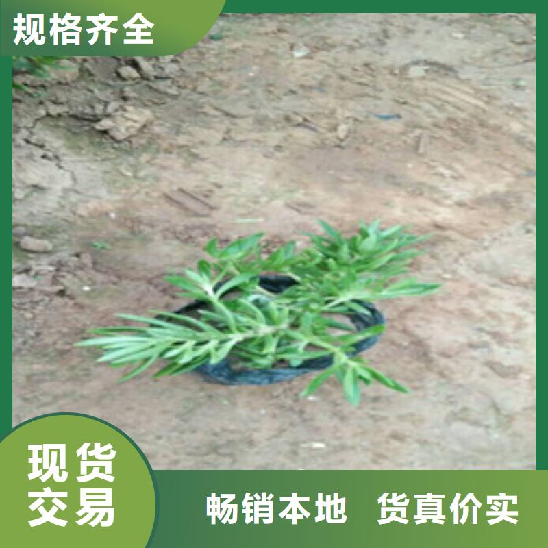 时令草花-水生植物/荷花睡莲精工制作