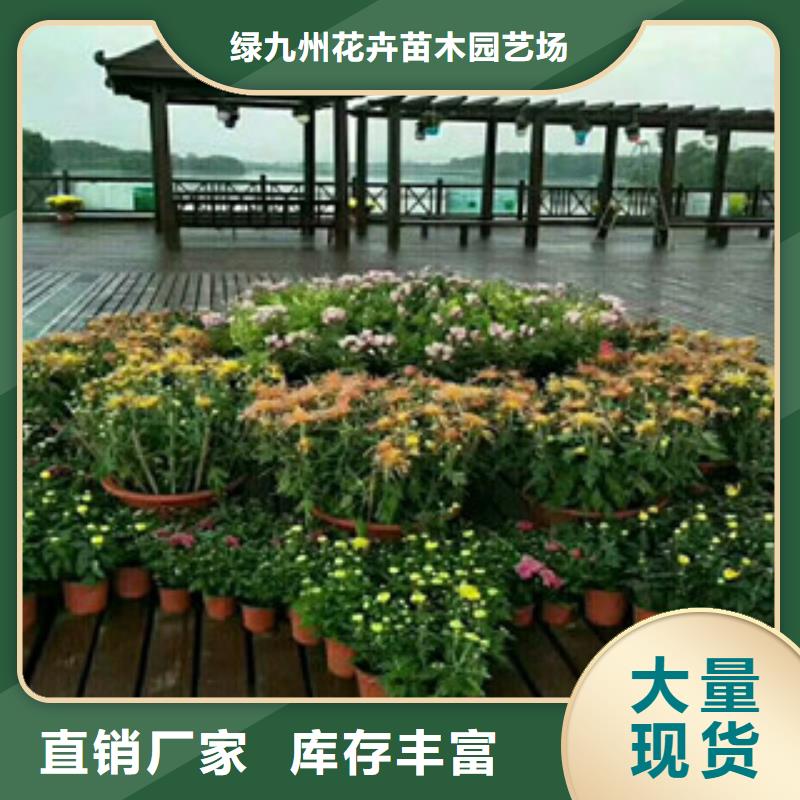 【时令草花】宿根花卉基地厂家现货供应