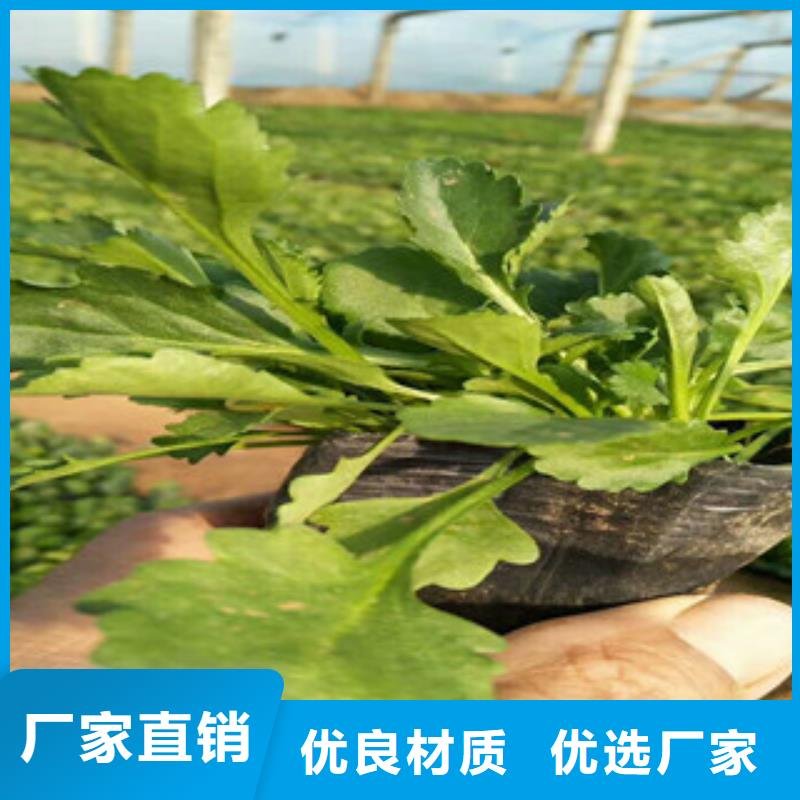 【时令草花】水生植物/荷花睡莲质保一年