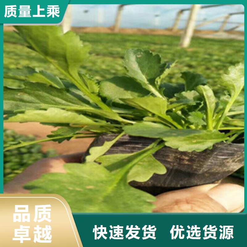 【时令草花】-花海景观工程现货充裕