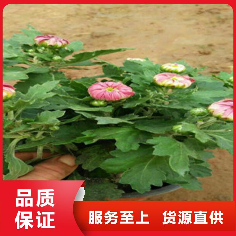 【时令草花耐寒耐旱草花基地极速发货】