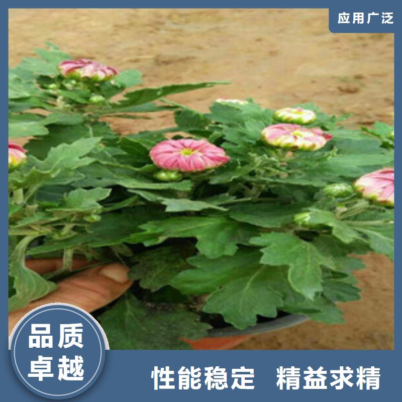 时令草花时令花卉/绿化草花价格质量三包