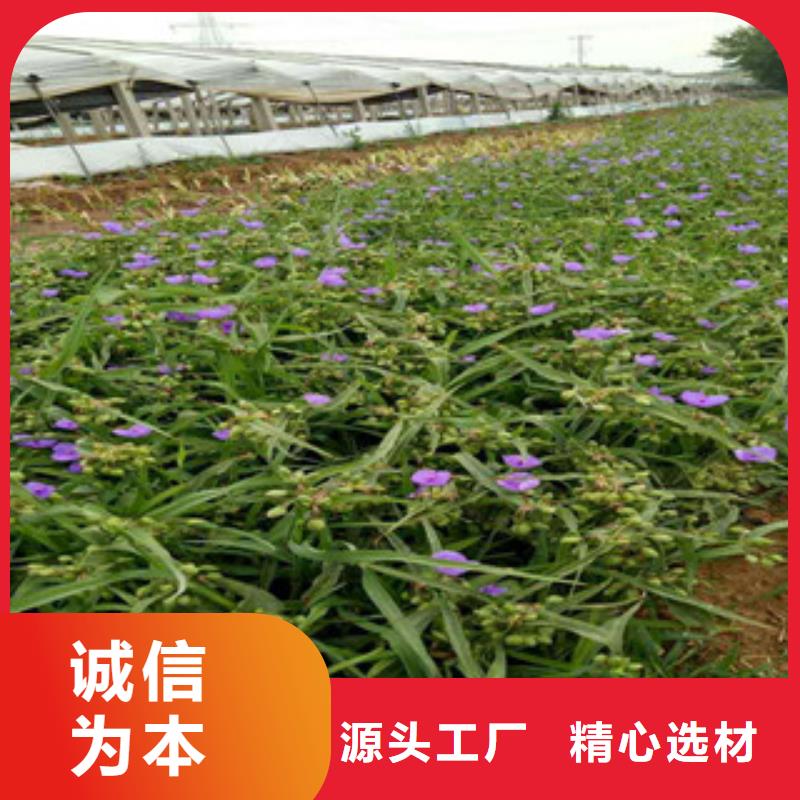 时令草花花海景观工程追求品质