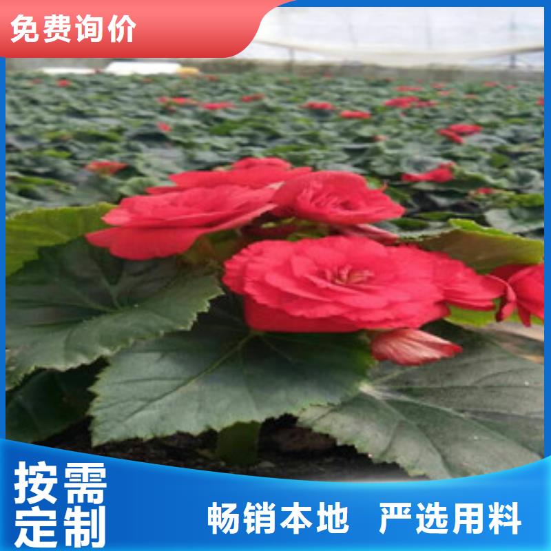 时令草花_耐寒耐旱草花基地真材实料