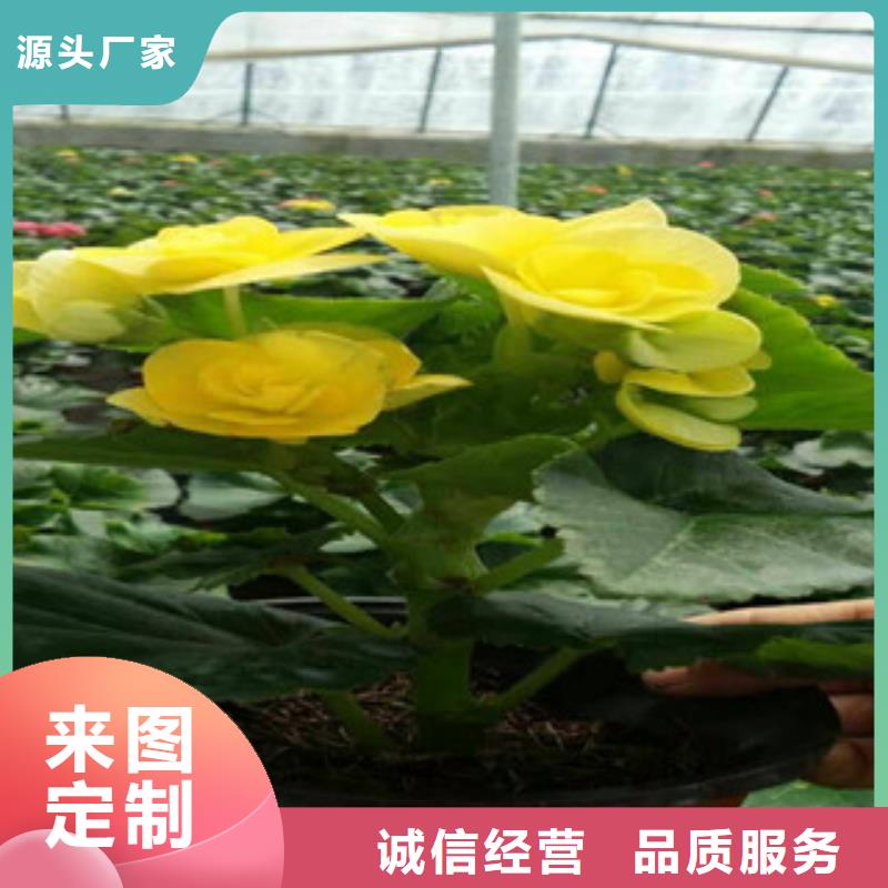 时令草花花海景观工程讲信誉保质量